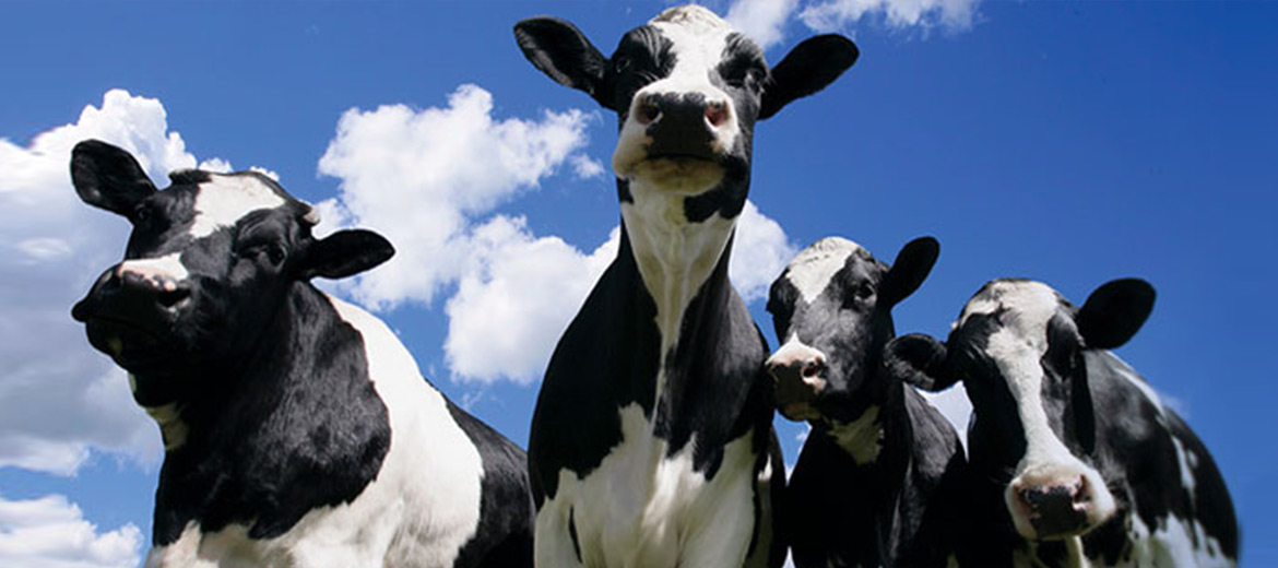 Astaxanthin Powder supplier Astaxanthin Powder supplier