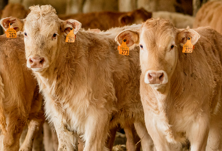 About us - Merck Animal Health About us - Merck Animal Health