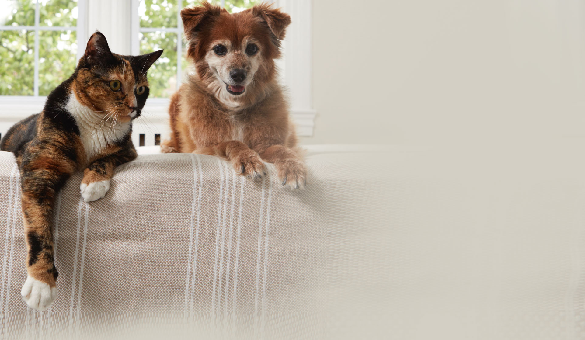 Cat and dog on the couch