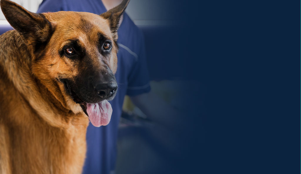 Dog and Vet
