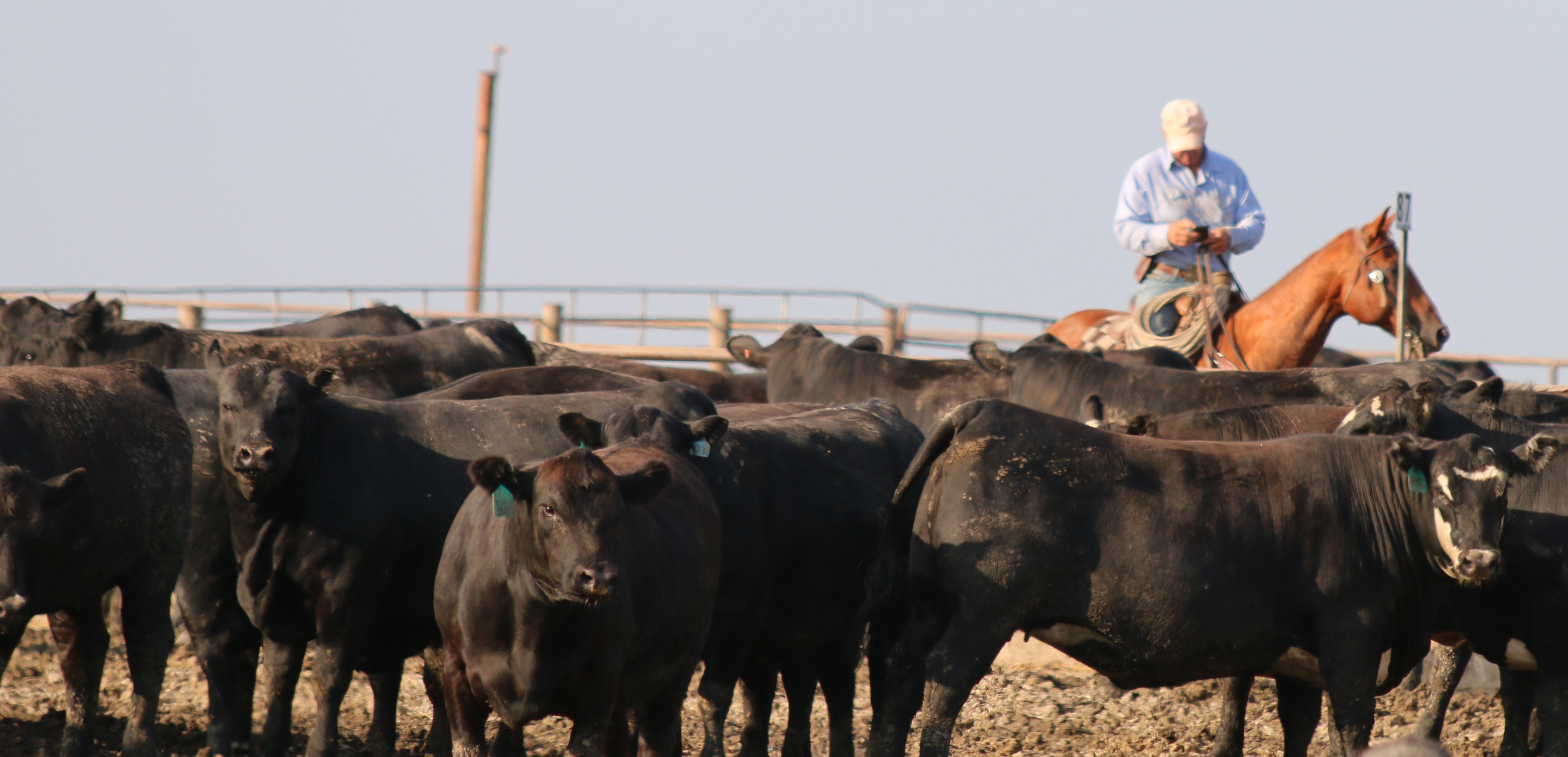 Merck Animal Health Completes Acquisition of Quantified Ag®