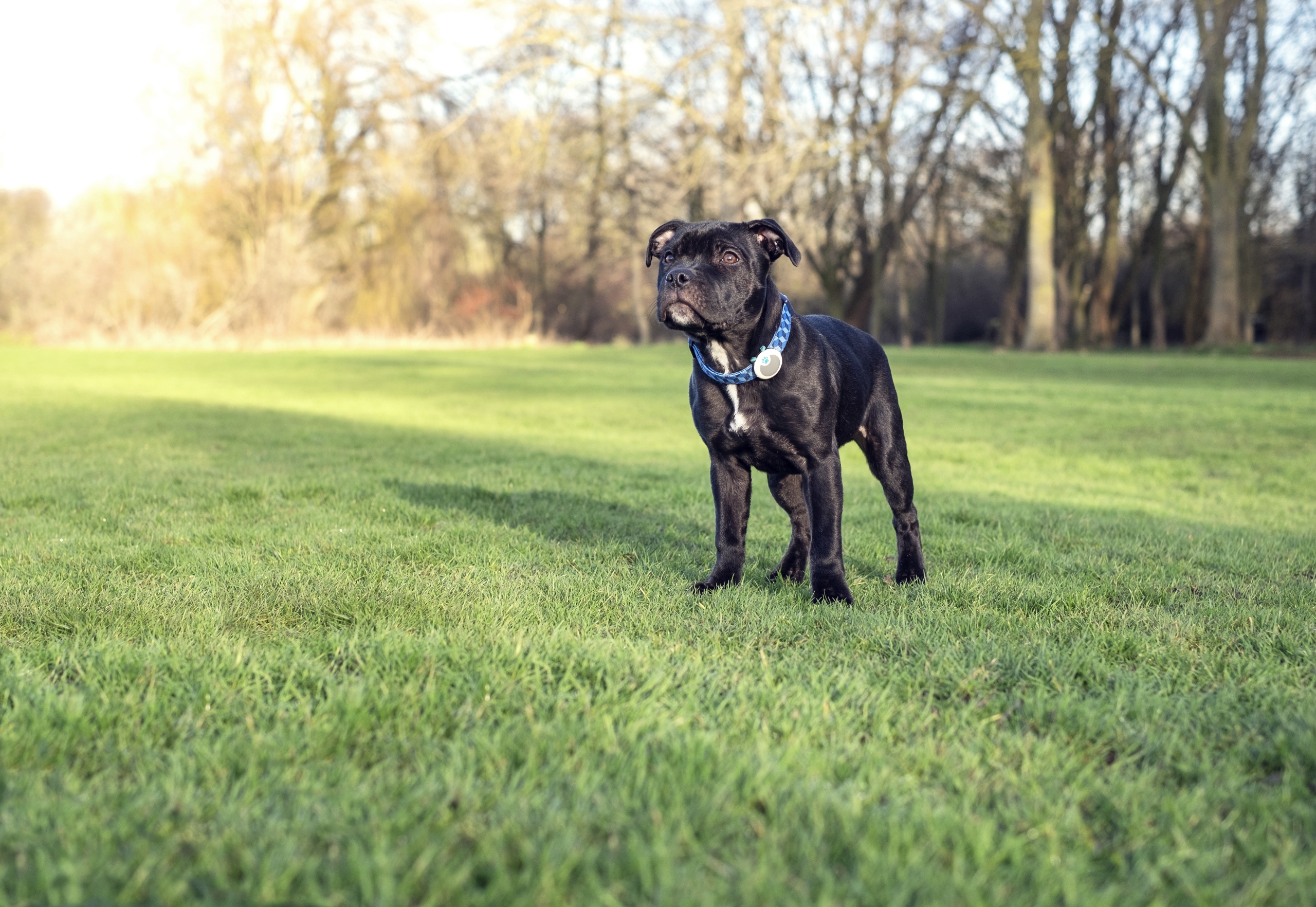 Dog in field
