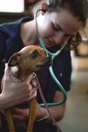 Merck Animal Health Announces Partnership with The Street Dog Coalition - Merck  Animal Health