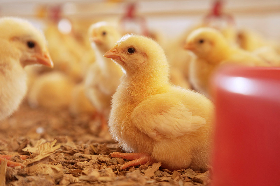 About us - Merck Animal Health About us - Merck Animal Health