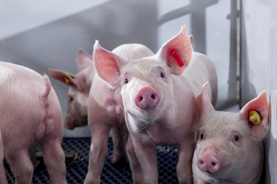 About us - Merck Animal Health About us - Merck Animal Health