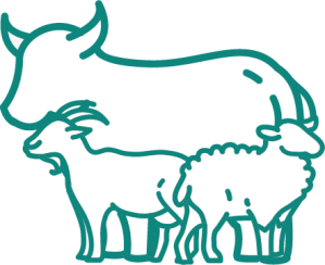Ruminants - Merck Animal Health