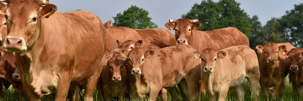 Ruminants - Merck Animal Health