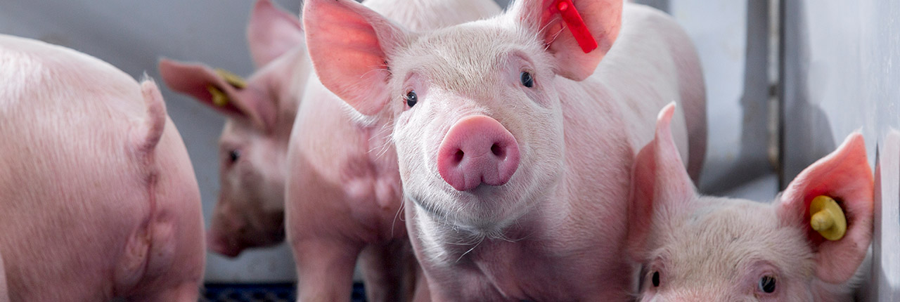 Swine - Merck Animal Health
