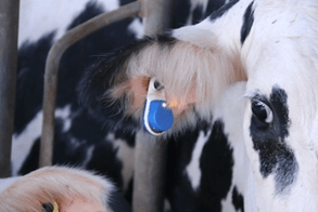 About us - Merck Animal Health About us - Merck Animal Health
