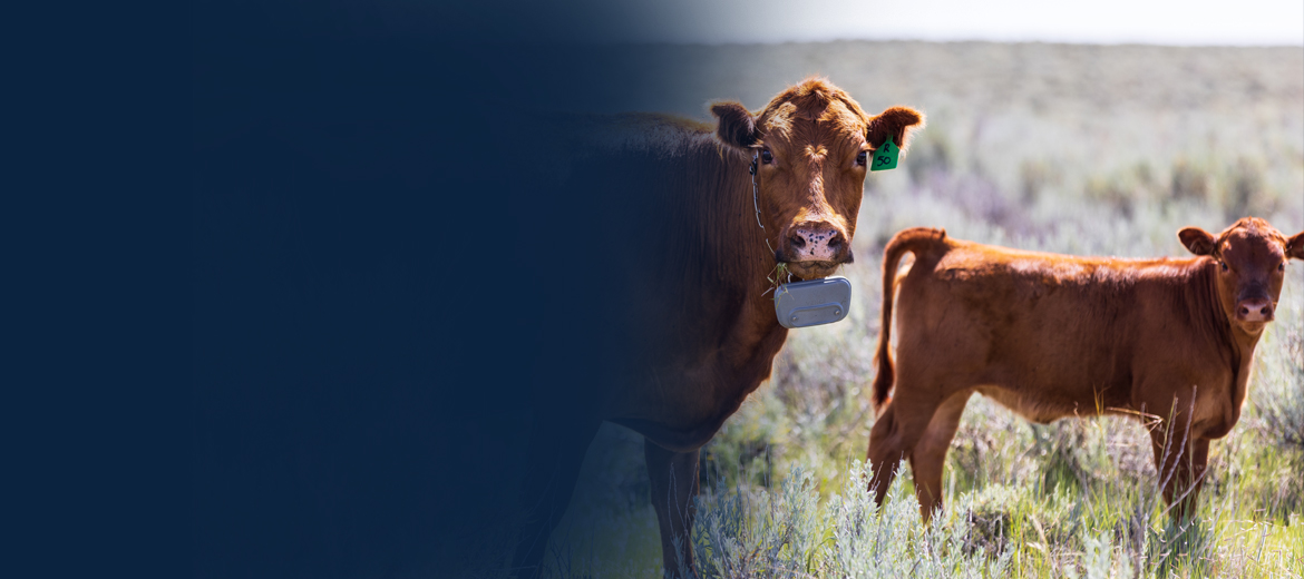 Ruminants