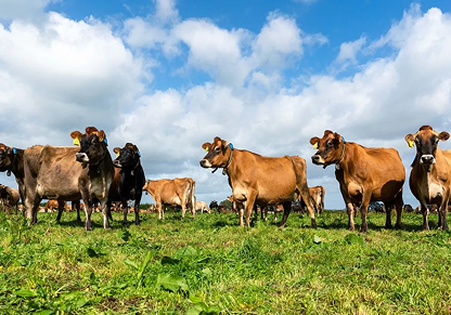 Impact of animal health innovation