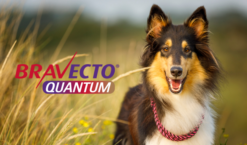 FDA Approves BRAVECTO® QUANTUM (Fluralaner for Extended-Release ...