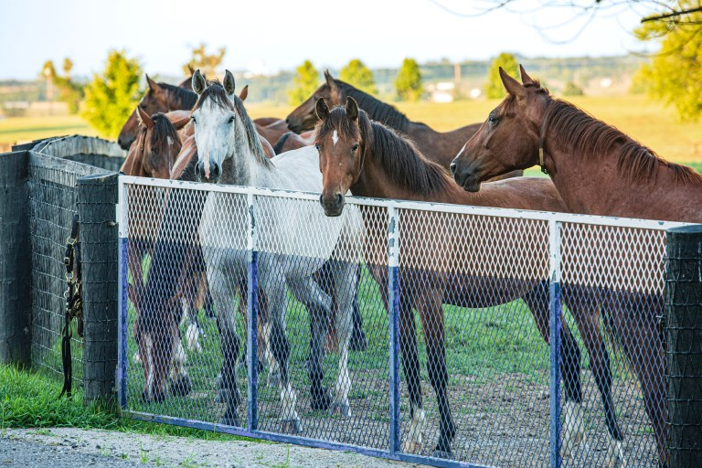 Overugging Horse Risks New Survey Shows Horse Owners Underestimate Disease Risks - Merck ...
